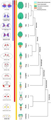 Corticospinal vs Rubrospinal Revisited: An Evolutionary Perspective for Sensorimotor Integration